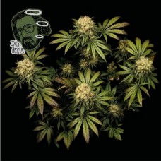 Семена конопли Jack Herer Феминизированные Seedsman seeds